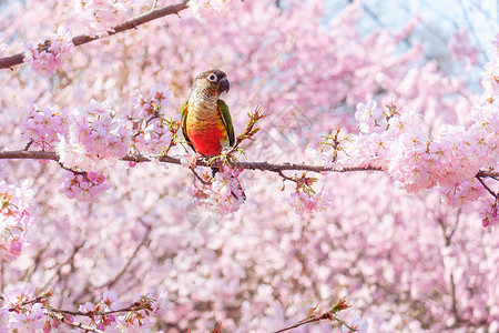 春日艳阳樱花树上的小鹦鹉背景图片