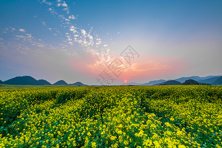 云南罗平油菜花海图片免费下载云南罗平金鸡峰油菜花海景区背景