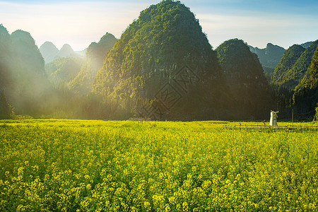 油菜花拍照春天唯美的油菜花海背景