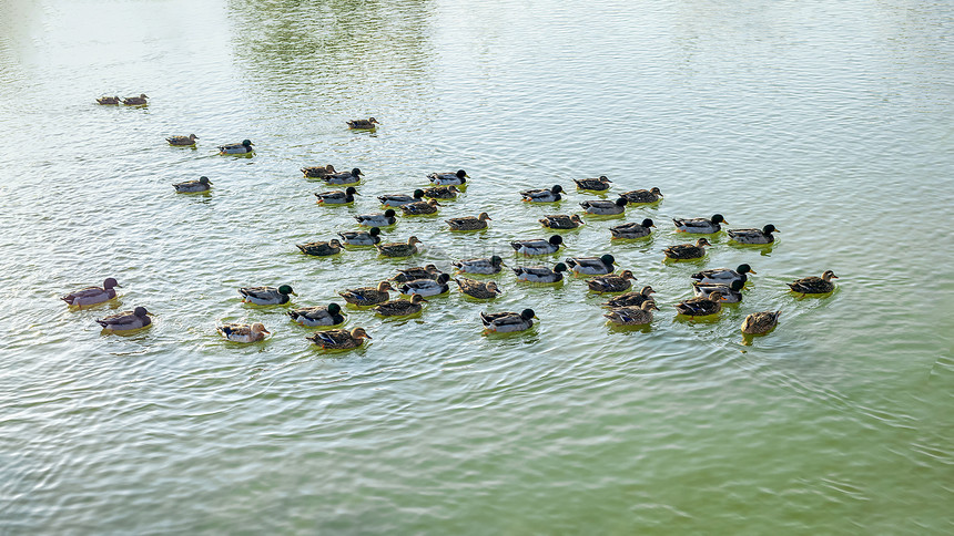 春季水中一群鸭子戏水觅食图片