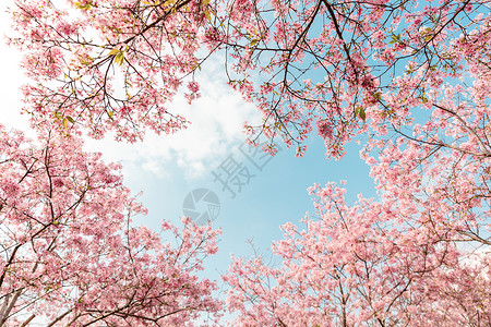 春天粉色浪漫樱花背景图片