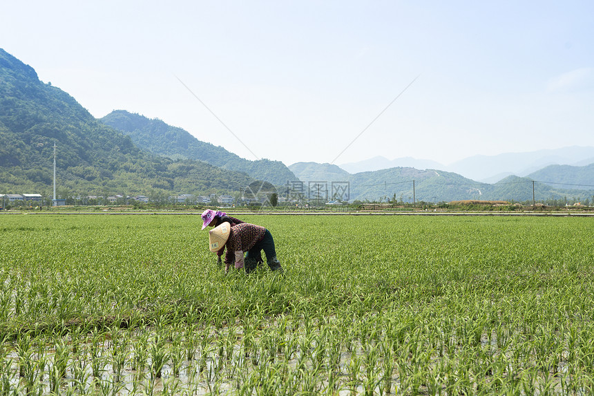 瑞安市农村播种的人图片