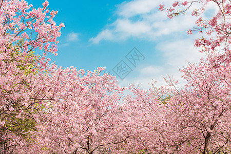 春日漫天樱花背景图片