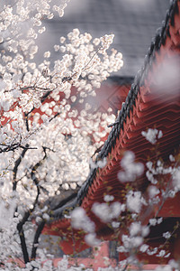 传统古典建筑屋檐与樱花图片