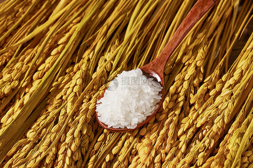 水稻上的东北大米图片