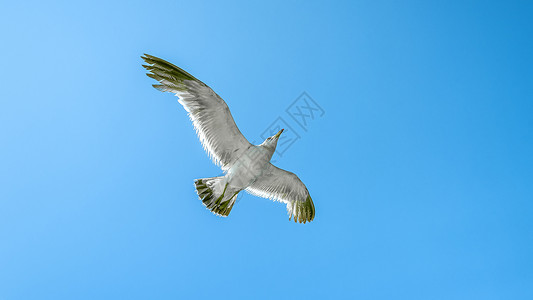 蓝天中飞翔的海鸥图片