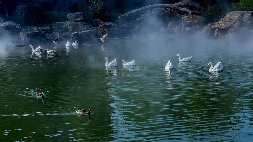 水面上的白鹅觅食图片