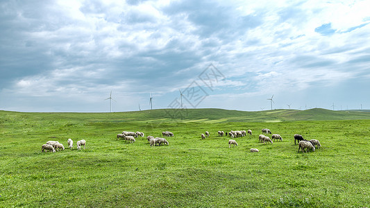 内蒙古辉腾锡勒草原绿草羊群背景图片