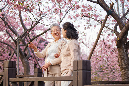 一起去赏樱花老年闺蜜一起在公园看樱花背景