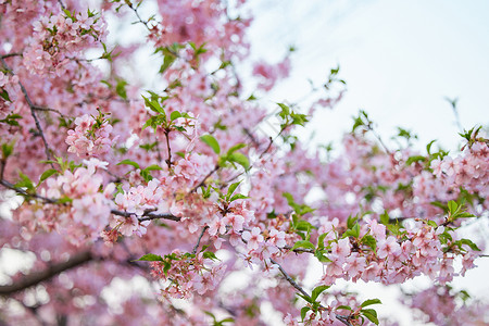 日本樱花盛开春季盛开的樱花背景