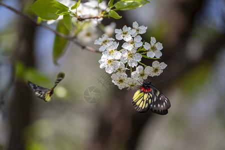 春天开放的梨花背景图片