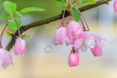 雨中盛开的海棠花图片