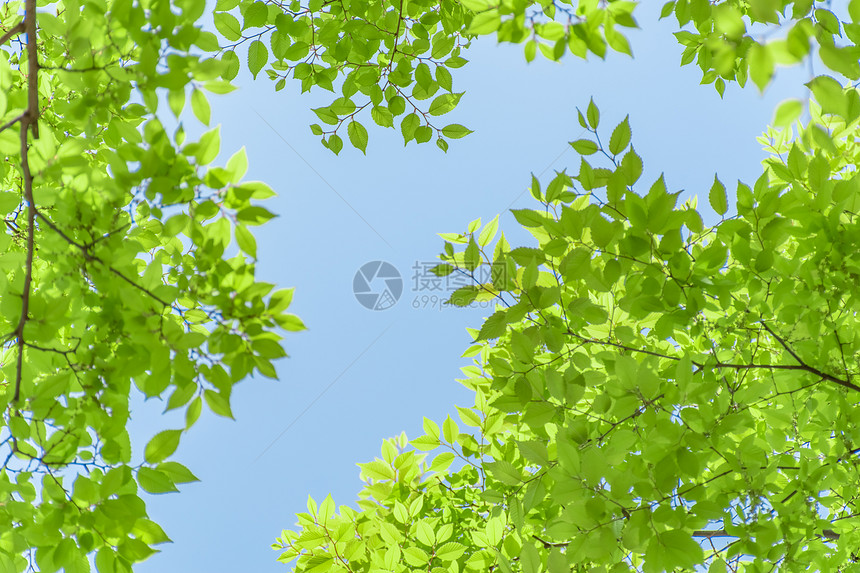 蓝天下随风摇曳的绿色树叶树枝图片