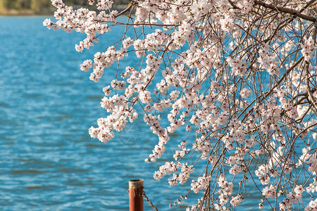 春天北京颐和园湖边开放的桃花高清图片