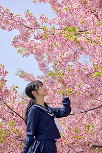 日系清新美女赏樱花背景图片