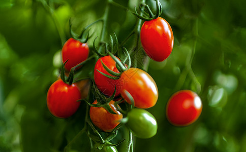温室大棚有机西红柿种植图片