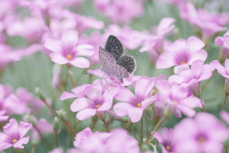 唯美昆虫摄影蝴蝶采蜜微距高清摄影图高清图片