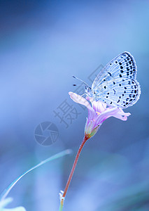 唯美昆虫摄影蝴蝶采蜜微距高清摄影图图片