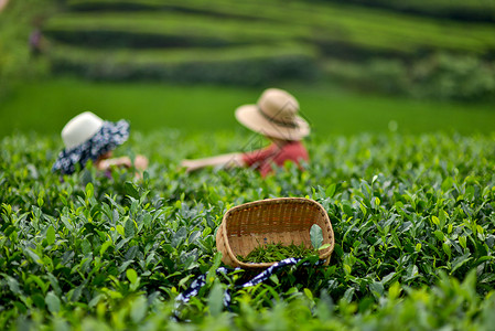 立夏饮品采摘春茶背景