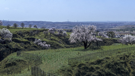 内蒙古山村春季杏花背景图片