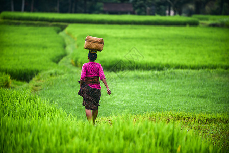 妇女能顶半边天一名巴厘岛妇女顶着竹篮行走在稻田间背景