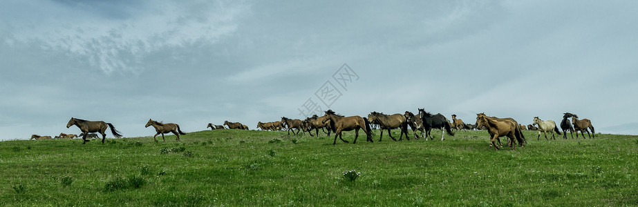 内蒙古高山草原牧场马群图片