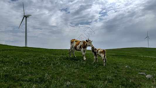 内蒙古高山牧场青草牛图片