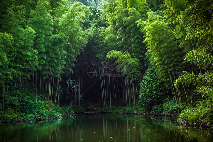 绿色茂密的竹林图片