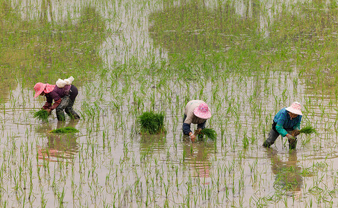 农民在稻田里栽种水稻背景图片