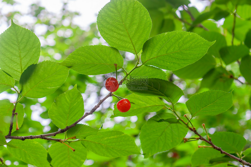 初夏雨后树枝上成熟的樱桃图片