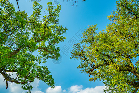 蓝天下的茂盛树木图片