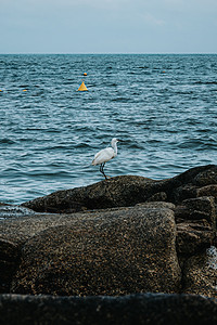 澳门黑沙海滩中国澳门竹湾海滩礁石上的海鸟背景