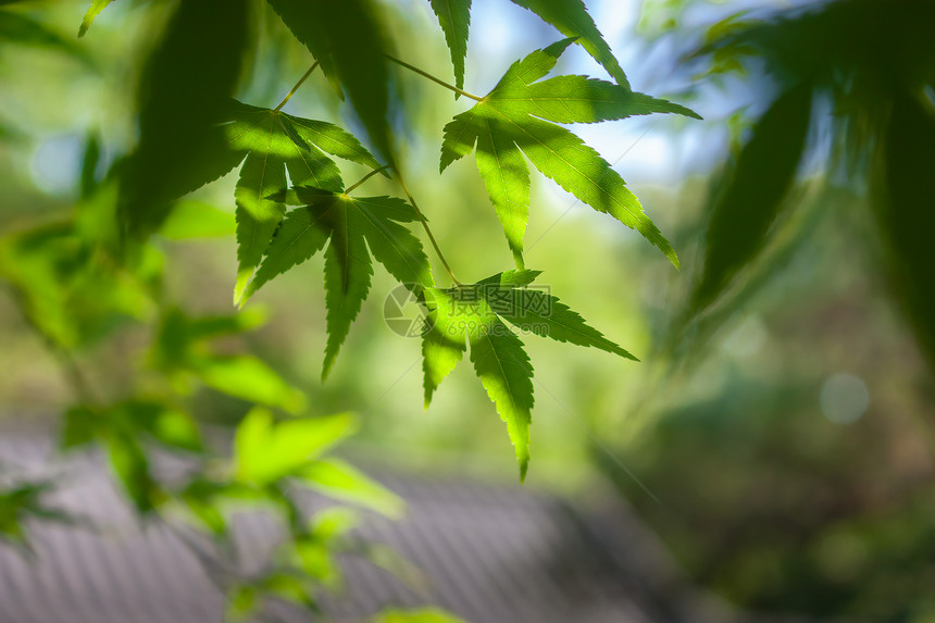 夏季绿色的树叶图片