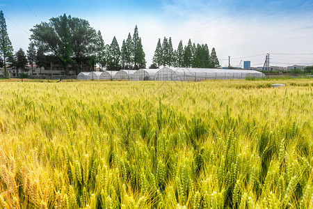 夏季芒种节气农田里的小麦图片