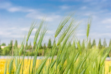 夏季芒种节气农田里的小麦高清图片