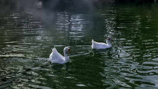 湖水中两只白鹅图片