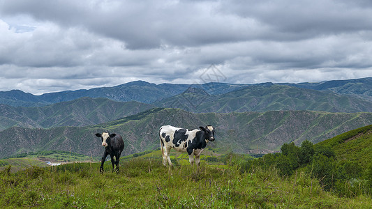 内蒙古高山牧场奶牛图片
