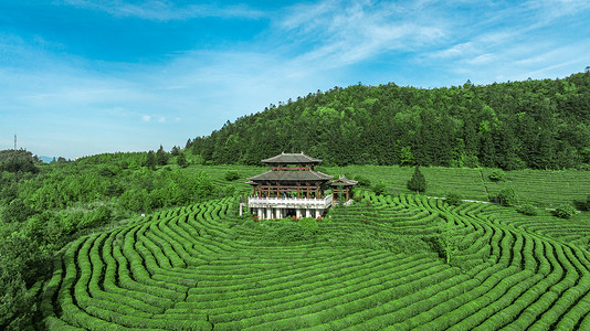 重庆白马山景区贡茶园风光图高清图片