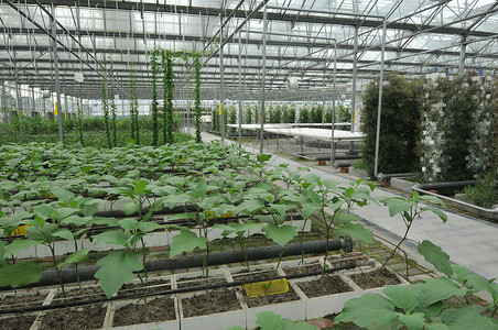 绿色蔬菜科技博览园中的温室大棚高清图片