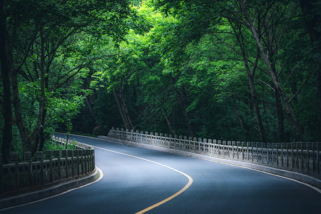 南京钟山风景区灵谷寺路绿道高清图片