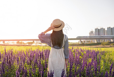 深圳光明农场鼠尾草花海里的少女背影背景