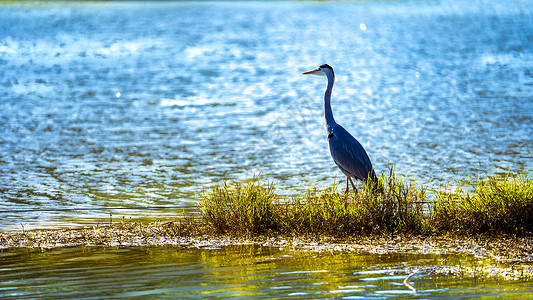 湿地湖面上的大蓝鹭鸟图片