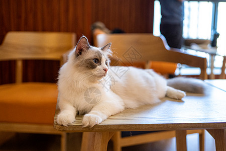 纯种暹罗猫趴在桌子上的布偶猫背景