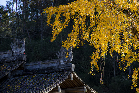 金色银杏叶子秋天的银杏树叶背景