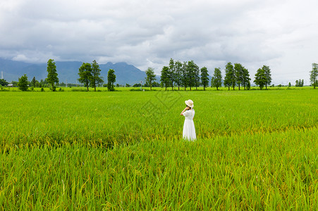 夏日稻田里的白衣少女背景图片