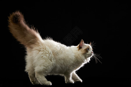 竖起尾巴的宠物布偶猫背景图片