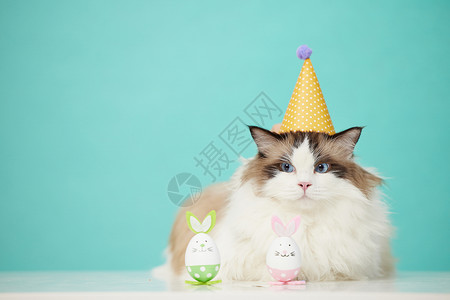 戴着生日帽的可爱宠物猫图片