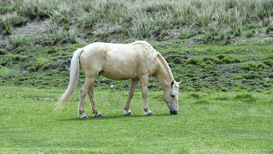 夏季高山牧场马匹图片