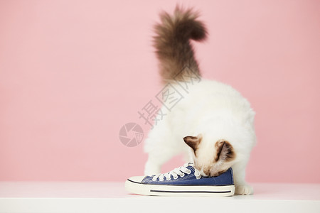 鞋子里猫咪闻鞋子的猫背景