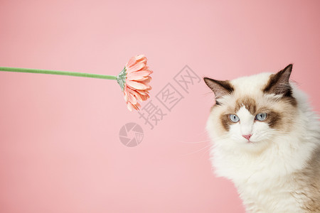 粉色猫咪雨伞粉色背景下可爱的宠物猫咪背景